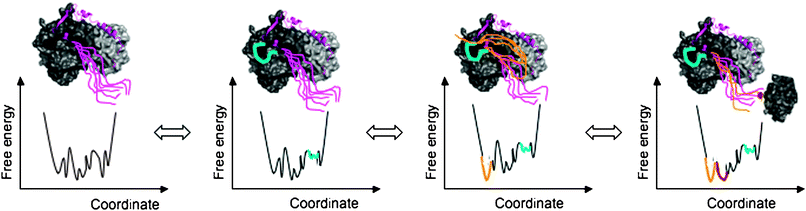 Allosteric regulation of fuzzy complexes. The complex is described by a conformational ensemble in all states. The conformational ensemble is represented by a free energy diagram as a function of a collective coordinate. Different interactions established by the disordered regions modulate the population and flexibility of the different conformers and thereby their contacts with further partners. Perturbation of the conformational ensemble is shown in colors corresponding to the respective disordered region (by cyan, yellow and red). In the complex of p27Kip1 (magenta) with Cdk2/cyclin (shown by dark and light grey; PDB code: 1jsu), for example, the C-terminal tail of p27 remains disordered (first panel). The region around Y88 (cyan), which interacts with the active site of Cdk2, is also flexible and can be ejected from the Cdk2 surface (second panel). This allows the disordered C-terminal tail to flip back (yellow conformers) and get phosphorylated by Cdk2 (third panel). Phosphorylation of T187 of the C-terminal tail (phosphate is shown by red) triggers interactions with SCF/Skp2 ubiquitin ligase (gray, fragment from PDB code: 2ast) (fourth panel).