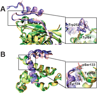 Examples of molecular complexes solved by NMR in which aromatic residues link binding with function. (A) Wiskott–Aldrich syndrome protein bound to Cdc42 (PDB: 1cee); (B) phosphorylated kinase inducible domain of cAMP response-element binding protein (CREB) bound to the CREB binding protein (PDB: 1kdx). IDPs are shown as pink/blue/violet ribbons. The black squares highlight the regions where aromatic residues that link binding and function are found. Aromatic residues discussed in the text are rendered as sticks.