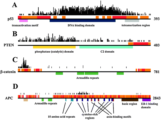 Domain structure, location of disordered binding regions and disordered segments and the number of cancer-associated mutations per position shown for (A) p53, (B) PTEN, (C) β-catenin and (D) APC. Black horizontal lines mark the full length proteins, colored boxes below show the various Pfam domains, red and orange boxes above show the disordered and disordered binding regions, respectively. The black boxes above the structural descriptions show the number of known cancer-associated mutations for each residue.