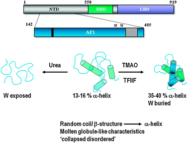 Regulation of AR-NTD Folding. The AR-NTD/AF1 is proposed to exist as an ensemble of conformations having limited stable structure, described as a ‘collapsed disordered’ conformation. However, this domain will adopt a more helical conformation in the presence of the natural osmolyte TMAO or a co-regulatory binding protein (i.e.TFIIF). Folding or stabilization of the AR-AF1/NTD conformation may also be regulated by DNA binding and post-translational modifications (see text for full discussion).