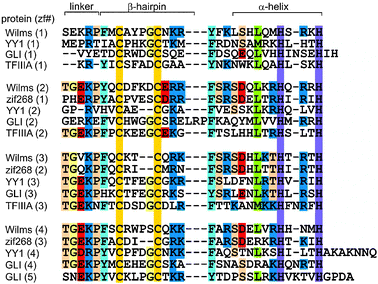 
          Amino acid sequence alignment for representative Cys2His2 zinc finger proteins (adapted with permission from ref. 17).