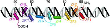 Schematic representation of TFIIIA binding to the 5S RNA internal control region (adapted with permission from ref. 13).