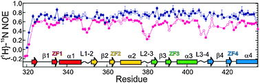 Backbone {1H}–15N nuclear Overhauser effect (NOE) for free pink) and DNA-bound (blue) WT1 zinc finger protein. Open symbols indicate overlapped resonances, for which there are large uncertainties in the relaxation parameters (adapted with permission from ref. 20).