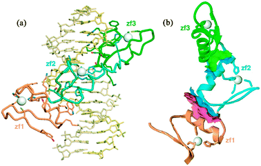 (a) Ribbon diagram of the solution structure of ZF1-3 of TFIIIA complexed with a 15 base-pair DNA oligonucleotide.15 (b) Ribbon diagram of the protein backbone in the complex (DNA has been omitted for clarity) showing the contact regions (pink and green surfaces) present in the complex but not in the free protein (reproduced with permission from ref. 15).