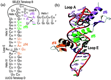 (a) Nucleotide sequence and secondary structure of the5S RNA 55mer used to determine the structure of the TFIIIA-RNA complex, showing the binding of zf4, zf5 and zf6. (b) Ribbon diagram of the lowest energy refined structure of the complex (adapted with permission from ref. 32).