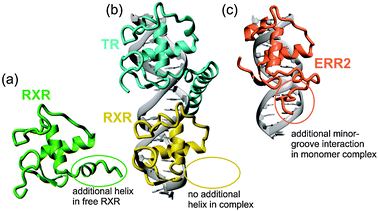 Disordered regions of nuclear hormone receptors. (a) Lowest-energy NMR structure of the free RXR DNA-binding domain.40 (b) X-ray crystal structure of the complex of TR and RXR with a direct-repeat DNA duplex.36 (c) Lowest-energy NMR structure of the complex of ERR2 with a single DNA half-site.46