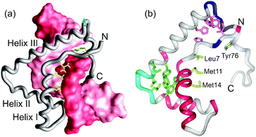 (a) Lowest-energy NMR structure of the complex between the LEF-1 HMG domain and its cognate DNA,63 showing hydrophobic interactions in the minor groove. (b) Characteristics of the free LEF-1 HNG domain mapped onto the structure of the DNA-bound form.63 Pink backbone indicates resonances missing from the spectra, light blue minimal changes between the spectra of free and DNA-bound LEF-1, and dark blue where two sets of resonances were observed in the free LEF-1 spectra (adapted with permission from ref. 61).