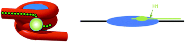 Models for the interaction of the linker histone H1 with the nucleosome. The globular domain binds at the nucleosome dyad and the C-terminal tail extends linearly along a linker DNA segment. (Figure reproduced with permission from ref. 68. Copyright © American Society for Microbiology.)