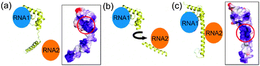 Model for the utilization of the alternative structures observed for the ribosomal protein L2088 in the assembly of a ribosome. (a) In the less-folded form, the attractive electrostatic surface potential is concentrated in one site, which binds to RNA1 (likely H40/41). (b) and (c) The conformational change to the more-structured form recruits RNA2 (likely H25). Boxed space-filling structures show the electrostatic surface potential for protein L20 in the two alternative structures found in the X-ray structure88 (adapted with permission from ref. 89).