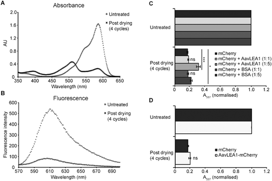 AavLEA1 provides limited protection of mCherry during desiccation. (A) Absorbance and (B) fluorescence emission spectra of mCherry, before and after four cycles of drying and rehydration. (C) Effect of drying on mCherry in the absence or presence of AvLEA1 or BSA (control) at molar ratios of 1 : 1 and 1 : 5. (D) Effect of desiccation on mCherry and an AavLEA1-mCherry fusion protein. Absorbance at 587 nm (the absorbance maximum of the intrinsic fluorophore) was measured before and after two and four cycles of drying and rehydration. Data were normalised, with the absorbance of the untreated sample represented as 1, for ease of comparison. All experiments were carried out in triplicate; error bars indicate ± 1 SD. *** denotes significance at p < 0.001 and * denotes p < 0.05 using one-way ANOVA, plus Tukey post test; ns, not significant.