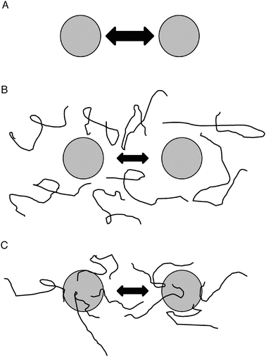 Models for molecular shield function. (A) In the absence of molecular shields, partially denatured proteins (shaded circles) will interact and adhere at some rate, indicated by the double-headed arrow. (B) In the basic molecular shield model, shield proteins (represented by lines) are entropic chains that do not interact with other proteins but occupy space in solution and reduce the collision rate of aggregating species (indicated by a smaller double-headed arrow). (C) Evidence suggests a loose association of shield proteins with other polypeptides thereby forming a dynamic, three-dimensional protective barrier around aggregating species. Such interactions might also involve partial folding of the molecular shield on the surface of the misfolded client protein, potentially allowing a degree of entropy transfer that might facilitate refolding of the client, as proposed by Tompa and Csermely.46