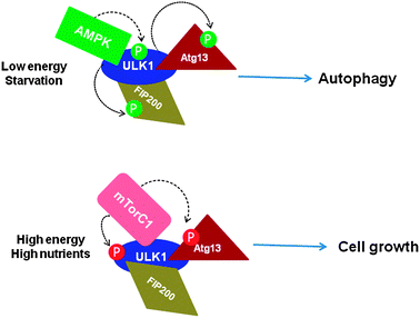 
          Phosphorylation-dependent ULK1–Atg13–FIP200 complex formation and regulation of autophagy (based on ref. 30 and 31). Under starvation/depleted energy conditions of cells, mTORC1 dissociates from the complex, ULK1 is phosphorylated by AMPK binding, which in turn phosphorylates Atg13 and FIP200, resulting in autophagy induction (upper panel). Under nutrient-rich conditions, mTORC1 binds to ULK1 and inhibits autophagy by phosphorylating ULK1 and Atg13, resulting in cell growth (lower panel). Arrows indicate the mediators of specific phosphorylation sites. P indicates phosphorylation. P in red circles indicates inhibitory sites whereas that in green indicates inducers.