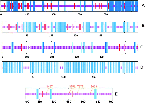 Consensus protein secondary structural elements predictions determined using Network Protein Sequence Analysis (http://npsa-pbil.ibcp.fr) as described in ref. 51 of the full length ULK1 (A), KD (B), SPR (C), CTD (D), and the region (amino acids 400–700) where most of the known phosphorylation sites are located (E). Blue, red, and purple colors indicate helix, β-sheet, and random coil, respectively. Numbers at the bottom of each panel indicate the position of amino acid residues of the ULK1 sequence.