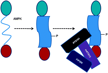 A mechanistic model for the AMPK-mediated phosphorylation-induced conformational changes in ULK1, which facilitates ULK1's interactions with specific protein binding partners. P indicates the phosphorylated state and the shape of the SPR domain represents conformational changes (from ID to globular form) due to AMPK-mediated phosphorylation.