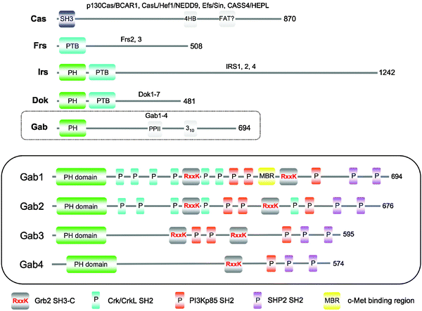 
            Comparison of the structural architecture of human large multi-site docking (LMD) proteins. Representative members of each family (p130Cas, Frs2, IRS1, Dok1, and Gab1) are illustrated with their corresponding SMART domain structure and previously described secondary structure elements. Protein lengths are also indicated. The human Gab family is expanded in the bottom (enclosed) schematic, with the sites of protein binding and phosphorylation displayed, as described in the key below the panel.