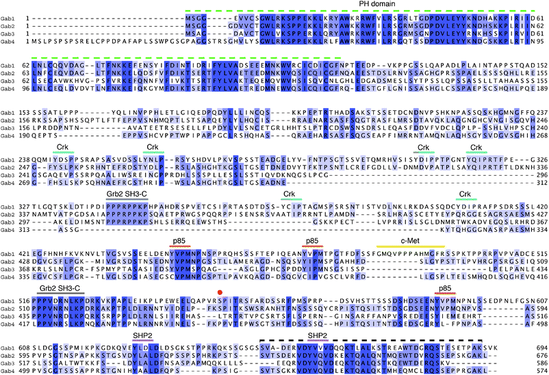 
            Sequence alignment of human Gab family members. Gab1–4 are shown coloured by percentage identity using JalView.128 The PH domain and protein interaction regions on Gab1 as shown in Fig. 1 are here mapped more precisely using the same colour code. Note: Crk refers to the binding epitopes for the SH2 domains Crk and CrkL proteins; p85 is the subunit from PI3 kinase; the red point indicates the site of serine phosphorylation involved in PH domain autoregulation.44 The dashed black line at the C-terminus indicates a hitherto unrecognised region of homology, which is also predicted to contain secondary structure.