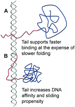 A schematic illustration of the effect of the disordered tail on the interplay between folding and binding. (A) The disordered tail promotes fast binding to DNAvia the fly-casting mechanism but slows protein folding. Protein folding will take place after the protein is at least partially bound to the DNA.33 (B) The folded protein has a greater affinity to the DNA because its interface is larger as a result of the extended conformation of the positively charged disordered tail when it interacts with DNA. The tighter binding to the DNA may result in a larger sliding propensity.64
