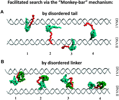 Intersegment transfer via the “monkey bar” mechanism. Snapshots of intersegment transfer between two parallel DNA molecules by DNA-binding proteins with a disordered tail64 (A) and when two domains are tethered by a disordered linker71 (B). The brachiation dynamics between two DNA molecules is promoted by splitting the protein into two regions (a structured domain and tail or two domains tethered by linker) that allow facilitated jumps.