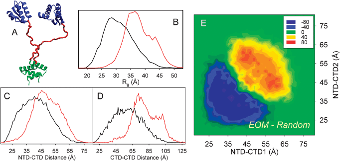 
          EOM analysis of ribosomal L12 protein. (A) Cartoon of a L12 conformation (1rqu) with the dimerization N-terminal domain (NTD) in green and the C-terminal domain (CTD) in blue, flexible linker is shown in red. (B) Rg distributions from the EOM-selected ensemble (red) and that corresponding to the pool (black). Interdomain distance distributions, NTD-CTD (C) and CTD-CTD (D), from the EOM-selected ensemble (red) and the pool (black). The shift in the distributions of the selected ensemble indicates that L12 behaves as a more extended particle than expected from a random coil linker, and some degree of interdomain correlation is present. (E) Correlation between interdomain NTD-CTD distances in each conformation of the EOM-selected ensemble with respect to those found in the random pool. Positive values indicate overpopulation in the selected ensemble, whereas negative values imply depleted correlations. Peaks outside of the diagonal indicate a strong degree of asymmetry in selected conformations. Adapted with permission from ref. 133.