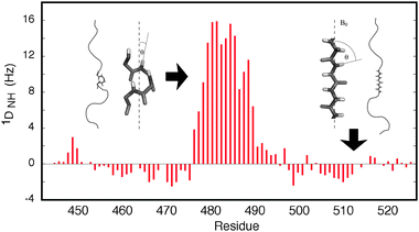 Illustration of the sensitivity of RDCs to the presence of local structure. The orientational dependence shown in eqn (1) results in positive 1DNH RDCs for the central helical element, where the NH bond vectors tend to be aligned with the field, while in the disordered regions the RDCs are negative, because the average orientation is perpendicular to the direction of the chain.