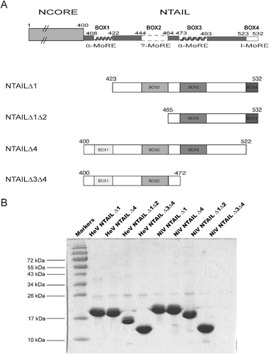 (A) Schematic representation of NTAIL deletion proteins. (Top) Structural organization of Henipavirus N proteins according to ref. 29 showing that they are composed of an N-terminal structured region (NCORE, aa 1–399) and a C-terminal disordered region (NTAIL, aa 400–532). The two putative α-MoREs (aa 408–422 and aa 473–493), with the second one corresponding to the region modeled at the PXD surface,21 are shown. A putative irregular MoRE (I-MoRE) (aa 523–532) and a putative MoRE of dubious state (aa 444–464, see region contoured by a dashed line)29 are also shown. The NTAILΔ1, NTAILΔ1Δ2, NTAILΔ4 and NTAILΔ3Δ4 deletion proteins are devoid of Box1, Box1 plus Box2, Box4 or Box3 plus Box4, respectively. They all possess an N-terminal hexahistidine tag. (B) 15% SDS-PAGE of purified deletion proteins followed by Coomassie blue staining.