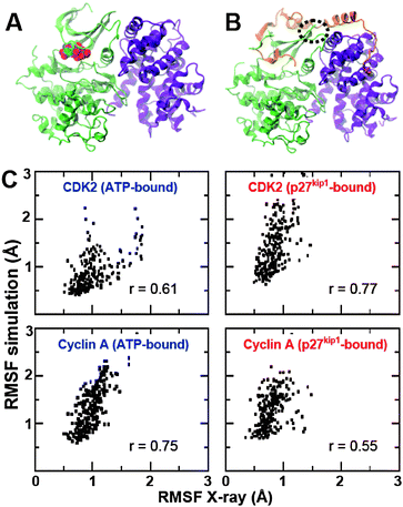 (A) Crystal structure of the CDK2–CA complex bound to ATP (spheres); (B) 3-D structure of the p27kip1–CDK2–CA complex. CDK2 (green), CA (violet) and p27kip1 (orange) are shown as ribbons. (C) Comparison of Cα RMSF values calculated for the ensembles generated by CONCOORD and the ones derived from crystallographic B-factors. For clarity, separate scatter plots were constructed for CDK2 and CA.