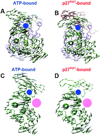 Representation of the essential collective motions described by the first two principal components. (A) and (B) correspond to the first principal component of ATP–CDK2–CA and p27kip1–CDK2–CA complexes, respectively. (C) and (D) illustrate the motions described by the second principal component of ATP–CDK2–CA and p27kip1–CDK2–CA, respectively. CDK2 (green), CA (violet) and p27kip1 (orange) are rendered as tubes, and the black cones represent the direction and amplitude of the motion for each Cα in the complexes. The location of the ATP- and peptide substrate-binding sites is shown by blue and pink circles, respectively.