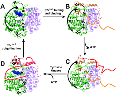 Proposed mechanism of dynamic optimization of signal transduction of p27kip1. (A) Active CDK2–CA natively undergoes functional motions, which are coupled to the opening/closing of the ATP-binding site (solid arrow) and the hinge motion of the N and C lobes of CDK2 (dashed arrows). ATP (blue spheres) is bound to CDK2 (green). (B) Upon coupled folding and binding of p27kip1, the complex retains the functional motions observed in the active form of CDK2–CA. (C) Because the directionality of opening/closing motion of the ATP-binding site (solid arrow) is not affected by p27kip1 binding, this motion facilitates the spontaneous conformational transitions of p27kip1 that occlude (orange ribbons) and release (red ribbons) the ATP-binding site. In response to a number of cell proliferation signals, p27kip1 is phosphorylated by tyrosine kinases at Tyr88. (D) ATP binds to CDK2 facilitated by the motion coupled to the opening/closing of the ATP binding site; finally, the hinge motions of CDK2 (dashed arrows) facilitate the binding and phosphorylation of the intrinsically disordered C-terminus of p27kip1, which initiates p27kip1 ubiquitination and reactivation of CDK2–CA.