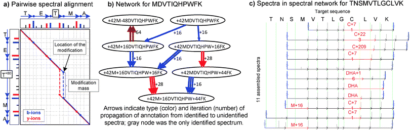Discovery and identification of post-translational modifications through spectral networks; (a) Spectral alignment between modified and unmodified variants of the peptide TETMA (b-ions shown in blue, y-ions in red, blue/red lines track consecutively matched b/y-ions); (b) Grouped modification states of the peptide MDVTIQHPWFK from a sample of cataractous lenses. Nodes in the spectral network represent individual MS2 spectra and edges between nodes represent significant spectral alignments such as that shown in part (a); (c) Spectra assembled in the spectral network for TNSMVTLGCLVK with diverse Cysteine modifications on a monoclonal antibody. Each arrow corresponds to the propagation of a sequence and/or PTM from an identified spectrum to an unidentified spectrum (repeated arrows are iterative propagations). Arrow colors correspond to types of modifications transferred.