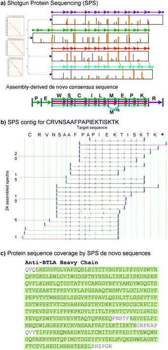 Shotgun Protein Sequencing (SPS) via assembly of tandem mass spectra; (a) Spectral alignment between spectra for peptide WSCILMEPKR (purple), PEWSCILMEPKR (green), WSCILMEPK (red), WSCILMoxEPK (cyan); Mox represents oxidized Methionine. Matching peaks in spectral alignments become pairwise gluing instructions between every pair of aligned spectra. (b) Protein contig resulting from 24 spectra from a monoclonal antibody (aBTLA heavy chain). Each spectrum is shown superimposed with a sequence of arrows indicating its sequence of recovered masses; modified variants of the consensus sequence are indicated by red arrows (6 different modifications on 7 spectra). (c) The complete aBTLA heavy chain sequence recovered by Comparative SPS;57 highlighted sections were covered by protein contigs (95% coverage) and the missing amino acids were obtained from homologous protein sequences.
