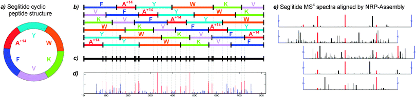 Analysis of the cyclic peptide Seglitide. (a) The circular structure of Seglitide is schematically illustrated with each residue represented by a different color (slice sizes not scaled to corresponding masses of the residues). A+14 denotes a non-standard residue with integer mass 71 + 14 = 85 Da. (b) MS2 fragmentation of Seglitide generates up to 6 linear peptides representing different rotated variants of the same cyclic peptide. (c) Theoretical spectrum for Seglitide by superposition of the fragment masses of the linearized peptides. (d) Experimental spectrum of Seglitide resulting from a mixture of 6 linear peptides (the peaks corresponding to fragment ions are shown in red). (e) Spectral network from assembled Seglitide MSn spectra and used for de novo sequencing with unknown amino acid masses.