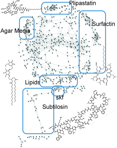 Molecular spectral network of a partial Bacillus subtilis secretome; nodes indicate MS2 spectra of initially-unknown compounds of any class of molecules (no peptide-specific assumptions were made), and edges indicate significant similarity between the MS2 fragmentation patterns of different spectra, mostly between intermediates/variants of the same compounds. Selected molecular structures are shown in black overlaid with the network and next to the correspondingly highlighted network clusters.