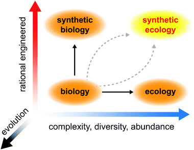 Development of synthetic ecology requires insights gained through manipulating simple biological systems and analyzing complex ecological systems. Evolution must be factored into these pursuits, not only as a destabilizing force but also as a means to optimize our engineered designs.