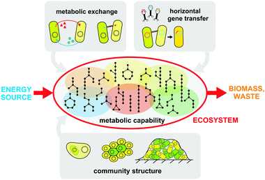 A summary of the crucial parameters that impact a microbial ecosystem. These parameters determine the ecosystem's ability to convert an energy source into biomass and waste, and are prime targets for engineering and optimization. Metabolic capabilities are distributed across different members as defined by metabolotypes (shaded and colored ovals). Metabolic exchange can occur via metabolite transport across cellular membranes or through intercellular bridges. Community structure can be tuned by adjusting the degree of aggregation and formation of extracellular structures such as biofilms. Horizontal gene transfer enables genomic innovation and the rise of new capabilities within the population.