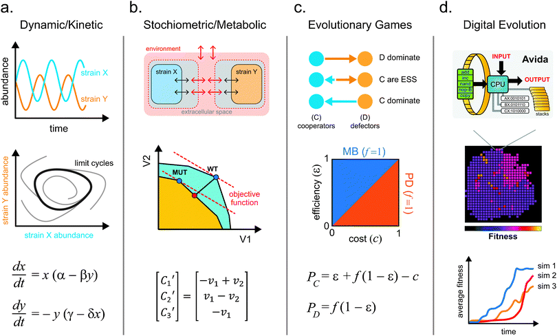 The four main classes of quantitative models that are used to study microbial ecosystems. (a) Kinetic models describe changes in system variables (e.g. abundance) with simple differential equations that can exhibit interesting dynamics such as oscillations and limit cycles. (b) Stoichiometric models can be applied to study optimal metabolic flux using objective functions to guide the design of intercellular metabolite exchange. (c) Evolutionary games can be used to analyze phenotypic strategies within a microbial community using payoff calculations. These models aid in elucidating key variables that influence the domination or coexistence of microbial strategies. (d) Digital evolution systems help to simulate microbial evolution, traversal of fitness landscapes, development of complex traits, and contributions of epistatic and pleiotropic effects to fitness.
