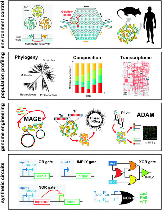Experimental tools enable engineering of microbial ecosystems from the population level down to the DNA level. In vitro tools such microfluidics and microchambers or in vivo mice models enable precise control of the environment. High-throughput sequencing and transcriptomics enable parallel interrogation of phylogeny, composition, and gene expression of cell populations. Techniques such as multiplexed genome engineering and transposon mutagenesis enable forward engineering and accelerated evolution of cell populations at the genetic level. New genetic circuitry and synthetic biology frameworks enable the development of multi-component genetic programs that are executed across populations of cells.