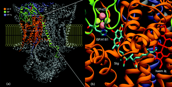(a) Stigmatellin 3 bound in the Qo site of yeast bc1 (3CX5.PDB). One catalytic unit from the homodimeric structure is highlighted, with cytochrome b, the ISP and cytochrome c1 in orange, green and purple respectively. Haem groups (cytochromes b and c1) are represented by red wireframe models, with the the ISP [2Fe2S] cluster in spacefill. The approximate position of the inner mitochondrial membrane lipid bilayer is represented in cartoon form. (b). Detail of the molecular interactions at the Qo site of stigmatellin-inhibited bc1.