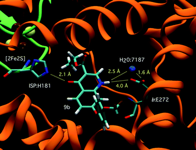 Compound 9b bound in the Qo site of yeast bc1 with residues His181 (ISP), Glu272 (cytochrome b) and H-bond interactions highlighted. Qo site Water molecule 7187 forms a H-bond bridge between Glu272 and the quinolone NH.