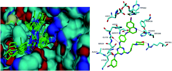 (left) All the docked poses into the binding cleft of P. falciparumtransketolase. (right) Docked pose of 19 into the active site of P. falciparumtransketolase.