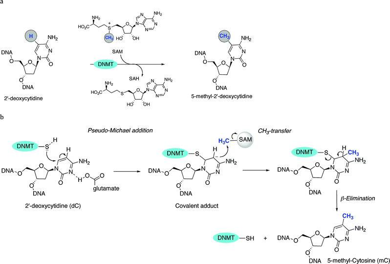 
          a General mechanism of C5-methylation of 2′-deoxycytidine. b Detailed mechanism (steps 1 to 3): pseudo-Michael addition (1), CH3-transfer (2) and β-elimination (3).