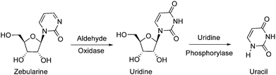 
            Metabolism of zebularin by aldehyde oxidase.