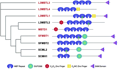 Phylogenetic tree of the human MBT domain protein family. The proteins in red are those included in our reader panel.