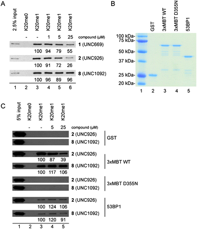 Compound 2 selectively inhibits the L3MBTL13xMBT-H4K20me1 interaction in a dose-dependent manner. A) Dose-dependent inhibition of the L3MBTL13xMBT-H4K20me1 interaction by 2 in peptide pull down assays. Western analysis of peptide pull down pellets with GST-fused MBT repeats of L3MBTL1 and biotinylated peptides. B) Coomassie stained gel of GST-fused domains used in Figure 3C. 3xMBT-D355N is a point mutant in the second MBT domain of L3MBTL1 (see text). C) Compound 2 selectively interferes with the binding of L3MBTL13xMBT to H4K20me1. Western analysis of peptide pull down pellets with indicated GST-fusion domain and biotinylated peptides. ImageJ software (NIH) was used for quantitative densitometric analysis of the gel band intensities. The signals for binding assays with compound are reported as a percentage of the H4K20me1 pellet without compound.