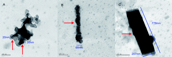 TEM image of 4.8 × 10−4 nM of poly-α,β-dl-aspartyl-l-arginine at pH 7.6; (A) nanoparticle of 20–30 nm in diameter; (B) nanosausage, 68 nm in diameter and 500 nm in length; (C) nanorod, 207 nm in diameter and 778 nm in length. A : B : C = 1.3 : 1.3 : 1.0.