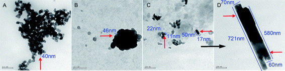 TEM image of 4.8 × 10−6 nM of poly-α,β-dl-aspartyl-l-arginine at pH 6.7; (A) nanonecklaces of pearls of 40 nm in diameter; (B) nanoparticle of 46 nm in diameter; (C) nanorods, 11–17 nm in diameter and 22–50 nm in length; (D) nanopillars, 60–70 nm in diameter and 580–721 nm in length. A : B : C : D = 1 : 1.2 : 2 : 2.
