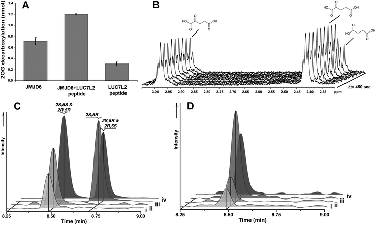 Radioactive assays, 1H-NMR and amino acid analysis showing 2OG turnover catalysed by JMJD6. (A) Results of [1-14C]-turnover assay under standard assay conditions with Fe(ii), 2OG and LUC7L2peptide, Values are Mean ± S.D., n = 3; (B) JMJD6 catalysed 2OG turnover in the absence of substrate as observed by 1H-NMR; (C) and (D) Amino acid analyses of JMJD6 catalysis. After incubation, the peptide product was hydrolysed using trypsin and carboxypeptidase Y. (Ci) Hydroxylsyine product obtained after hydrolysis of LUC7L2267–278peptide that had been incubated with JMJD6, Fe(ii) and 2OG; (Cii) Hydroxylsyine product obtained after hydrolysis of JMJD6 that had been incubated with Fe(ii) and 2OG; (Ciii) 2S,5R-Hydroxylysine standard; (Civ) Mixture of 2R,5R/2S,5S- and 2R,5S/2S,5R-hydroxylysine standards; (Di) Hydroxylysine product from JMJD6 as purified after hydrolysis, i.e. without Fe(ii) and 2OG incubation; (Dii) Hydroxylysine product obtained after incubation of JMJD6 incubated with Fe(ii); (Diii) Hydrolysis product obtained after incubation of JMJD6 with 2OG; (Div) Hydroxylysine product obtained after incubation of JMJD6 with Fe(ii) and 2OG.