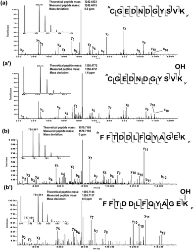 
          MS/MS
          spectra showing hydroxylation of recombinant JMJD6 in the presence of 2OG and Fe(ii). LC-MS/MS analyses supports hydroxylation at Lys111JMJD6 (a′) and Lys167JMJD6 (b′) of recombinant JMJD6 in the presence of Fe(ii) and 2OG. Hydroxylation was not observed to be complete and the spectra corresponding to unhydroxylated Lys111JMJD6 (a) and Lys167JMJD6 (b) are also shown. The MH2+peptide that was fragmented to give the resulting MSspectra is shown on the right hand side of each spectrum. The fragmented peptide sequence of resulting MS is shown on right hand side and MH2+ precursor ion is shown on left hand side of each spectra.