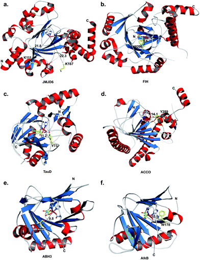 Positions of self-hydroxylation sites within various 2OG oxygenases and ACCO. Ribbons representation of 2OG oxygenases and ACCO showing the distances in Angstorms (black dashes) between the iron centre (white sticks for protein derived ligands, green for 2OGcofactors and orange for iron or surrogate metal) and C-alpha atom of the self-hydroxylated residues (yellow sticks). a. JMJD6 (PDB ID3K2O), b. FIH (PDB ID1H2K), c. TauD (PDB ID1GQW), d. ACCO (PDB ID1W9Y), e. ABH3 (PDB ID2IUW), f. AlkB (PDB ID2FD8). In the case of ACCOhydroxylation was not observed directly but is proposed to lead to backbone fragmentation. Note that the distances to the two residues as being hydroxylated in JMJD6 are substantially longer than in the other structures and other JMJD6 residues (than Lys111JMJD6 or Lys167JMJD6) are likely hydroxylated (see text).