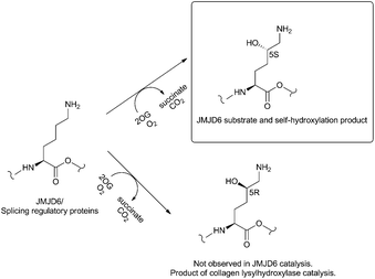 
          JMJD6 catalysed self-hydroxylation gives the 2S,5S-hydroxylysine product as observed for hydroxylation of splicing regulatory protein substrates.