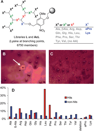 Screening for dendrimer AMPs. (A) Structure of peptide dendrimer libraries L and AcL. (B) Antimicrobial screening showing active beads from library L after staining the B. subtilis bacteria with MTT (thiazolyl blue tetrazolium bromide). (C) Inactive beads in library AcL. (D) Overall composition of hits and non-hits at variable positions X1–X4, calculated from the total occurrence of each amino acidTAA = 8X4 + 4X3 + 2X2 + X1. The sequences of 15 hits and 51 non-hits were determined. Sequences are shown in Tables S1 and S2.